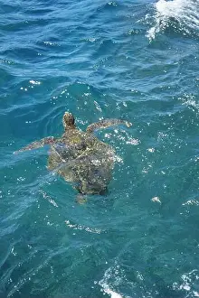 Serene Ocean Prints: Sea turtle swimming gracefully in crystal-clear turquoise waters