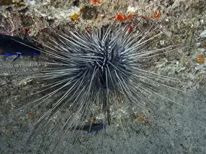 Rocky Coast Prints: A sea urchin, Diadema antillarum