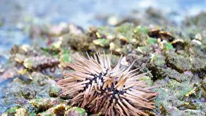 Echinoderm Prints: Sea urchin (Landak laut, bulu babi)