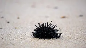 Echinoderm Prints: Sea urchin (Landak laut, bulu babi)