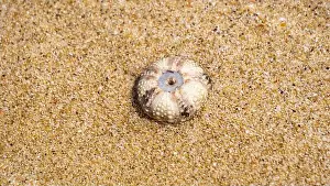 Echinoderm Prints: Sea urchin (Landak laut, bulu babi)