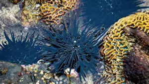 Echinoderm Prints: Sea urchin (Landak laut, bulu babi)