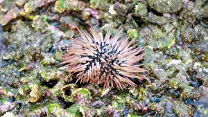Echinoderm Prints: Sea urchin (Landak laut, bulu babi)