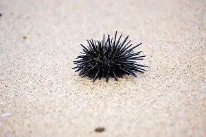 Echinoderm Prints: Sea urchin (Landak laut, bulu babi)