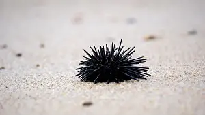 Echinoderm Prints: Sea urchin (Landak laut, bulu babi)