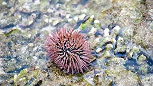 Echinoderm Prints: Sea urchin (Landak laut, bulu babi)