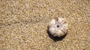 Echinoderm Prints: Sea urchin (Landak laut, bulu babi)