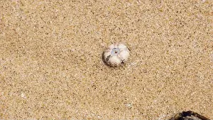 Echinoderm Prints: Sea urchin (Landak laut, bulu babi)