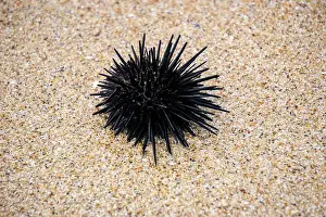 Echinoderm Prints: Sea urchin (Landak laut, bulu babi)