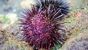 Echinoderm Prints: Sea urchin (Landak laut, bulu babi)