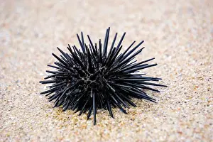 Echinoderm Prints: Sea urchin (Landak laut, bulu babi)