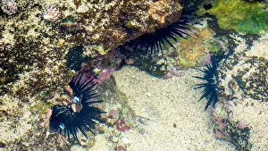 Echinoderm Prints: Sea urchin (Landak laut, bulu babi)