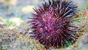Echinoderm Prints: Sea urchin (Landak laut, bulu babi)