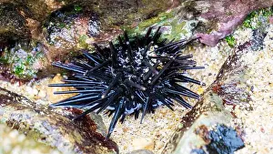 Echinoderm Prints: Sea urchin (Landak laut, bulu babi)