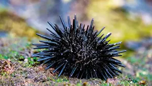 Echinoderm Prints: Sea urchin (Landak laut, bulu babi)