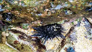 Echinoderm Prints: Sea urchin (Landak laut, bulu babi)