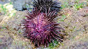 Echinoderm Prints: Sea urchin (Landak laut, bulu babi)