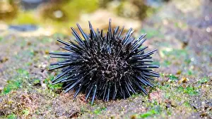 Echinoderm Prints: Sea urchin (Landak laut, bulu babi)