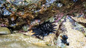 Echinoderm Prints: Sea urchin (Landak laut, bulu babi)