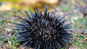 Echinoderm Prints: Sea urchin (Landak laut, bulu babi)