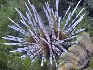 Spiky Prints: Sea urchin with long, coloured spines