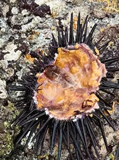 Rocky Shore Prints: Sea urchin reveals its vibrant colors while resting on rocky shoreline at Socotra during a sunny day