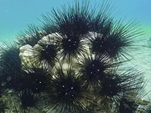 Cnidarians Prints: Several sea urchins with long spines