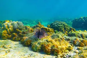 Echinoderm Prints: Several sea urchins with white