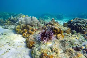 Echinoderm Prints: Several sea urchins with white