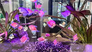 Fins Prints: sea water aquarium captures of caral and tropical fishes