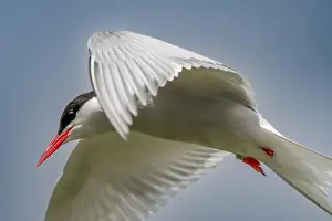 Firth Of Forth Prints: Seabird Species Arctic Tern (Sterna Paradisaea)