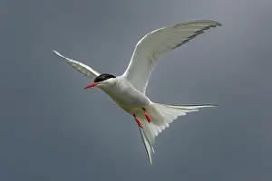 Firth Of Forth Prints: Seabird Species Arctic Tern (Sterna Paradisaea)