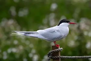 Arctic Tern Prints: Seabird Species Arctic Tern (Sterna Paradisaea) On The Isle Of May In The Firth Of Forth Near Anstruther In Scotland