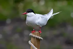 Arctic Tern Prints: Seabird Species Arctic Tern (Sterna Paradisaea) On The Isle Of May In The Firth Of Forth Near Anstruther In Scotland
