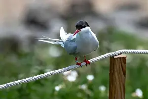 Arctic Tern Prints: Seabird Species Arctic Tern (Sterna Paradisaea) On The Isle Of May In The Firth Of Forth Near Anstruther In Scotland