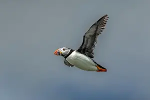 Seabird Species Atlantic Puffin (Fratercula arctica)
