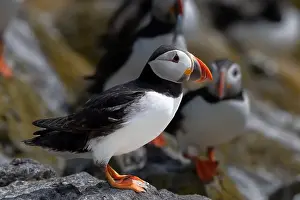 Seabird Species Atlantic Puffin (Fratercula arctica)