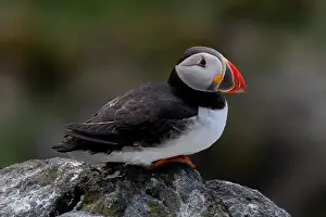 Seabird Species Atlantic Puffin (Fratercula arctica)