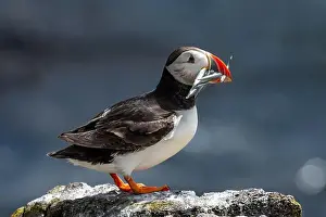 Sandeel Prints: Seabird Species Atlantic Puffin (Fratercula arctica)