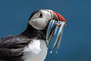 Sandeel Prints: Seabird Species Atlantic Puffin (Fratercula arctica)
