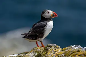 Sandeel Prints: Seabird Species Atlantic Puffin (Fratercula arctica)
