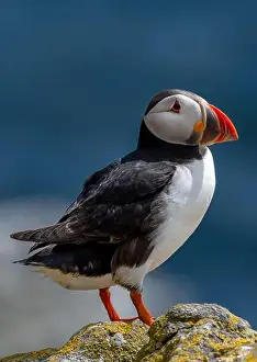 Sandeel Prints: Seabird Species Atlantic Puffin (Fratercula arctica)