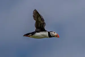 Puffling Prints: Seabird Species Atlantic Puffin (Fratercula arctica)