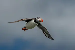 Puffling Prints: Seabird Species Atlantic Puffin (Fratercula arctica)