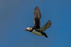 Puffling Prints: Seabird Species Atlantic Puffin (Fratercula arctica)