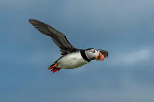 Puffling Prints: Seabird Species Atlantic Puffin (Fratercula arctica)