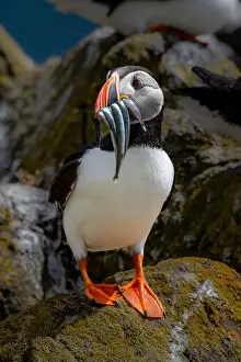 Sandeel Prints: Seabird Species Atlantic Puffin (Fratercula arctica)