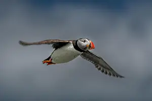 Puffling Prints: Seabird Species Atlantic Puffin (Fratercula arctica)