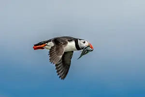 Sandeel Prints: Seabird Species Atlantic Puffin (Fratercula arctica)