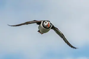 Puffling Prints: Seabird Species Atlantic Puffin (Fratercula arctica)